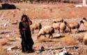 Shepherd girl with her flock in the Negev Desert