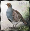 Gray Partridge (Perdix perdix)