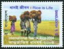 International Year of Rice