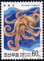 Common Octopus (Octopus vulgaris)