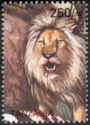 Lion (Panthera leo)