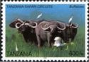 African Buffalo (Syncerus caffer)