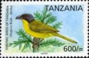 Uluguru Bush-shrike (Malaconotus alius)