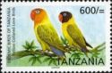 Yellow-collared Lovebird (Agapornis personata)