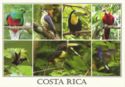 Birds of Costa Rica