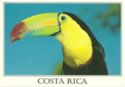 Keel - Billed Toucan