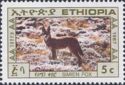 Ethiopian Wolf (Canis simensis)