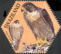 Peregrine Falcon (Falco peregrinus)