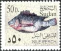 Nile Perch (Lates niloticus)