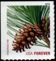 Ponderosa Pine (Pinus ponderosa) (ATM bklt)