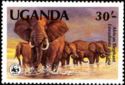 African Elephant (Loxodonta africana)