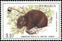 Jamaican Hutia (Geocapromys brownii)
