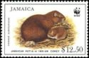 Jamaican Hutia (Geocapromys brownii)