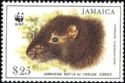 Jamaican Hutia (Geocapromys brownii)