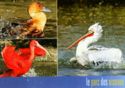 Villars-les-Dombes Park of Birds. Pelican, Ibis, Dendrocygne