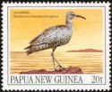 Whimbrel (Numenius phaeopus variegatus)
