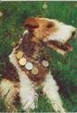 Wire-haired fox terrier