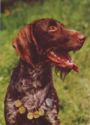 German Wirehaired setter