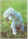 Bedlington Terrier
