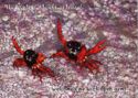 Red Crabs