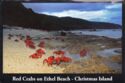 Red Crabs on Ethel Beach