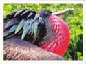 Great Frigatebird