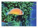 Pink Anemonefish