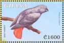 African Grey Parrot (Psittacus erithacus)