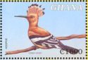 Eurasian Hoopoe (Upupa epops)