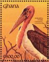 Marabou (Leptoptilos crumeniferus)
