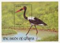 Saddle-billed Stork (Ephippiorhynchus senegalensis)