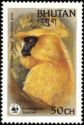 Golden Langur (Presbytis geei)