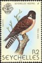 Seychelles Kestrel (Falco araeus)