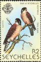 Seychelles Kestrel (Falco araeus)