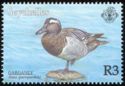Garganey (Anas querquedula)