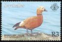 Ruddy Shelduck (Tadorna ferruginea)
