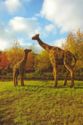 Krasnoyarsk. Surikov's Park. "Giraffes"