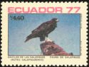 Galapagos Hawk (Buteo galapagoensis)
