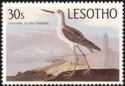 Common Greenshank (Tringa nebularia)