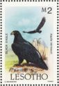 Verreaux's Eagle (Aquila verreauxii)