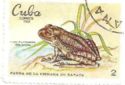 Cuban Treefrog (Hyla insulsa)