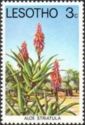 Hardy Aloe (Aloe striatula)
