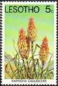 Torch Lily (Kniphofia caulescens)