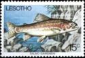 Rainbow Trout (Salmo gairdneri)
