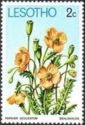 Sehlohlo (Papaver aculeatum)
