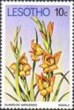 Parrot Gladiolus (Gladiolus natalensis)