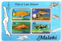 Fish of Lake Malawi