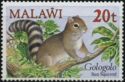 Gambian Sun Squirrel (Heliosciurus gambianus)