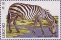 Plains Zebra (Equus quagga)