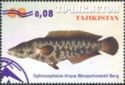 Amur Snakehead (Ophiocephalus argus warpachowskii) Surch Opt